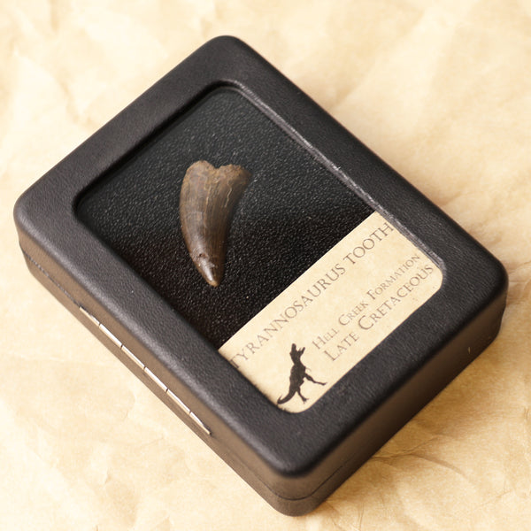 Tyrannosaurus Tooth -2