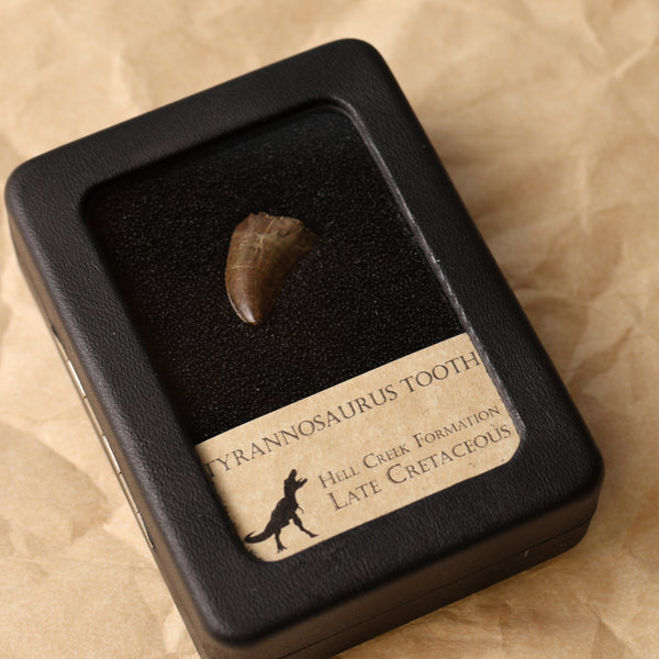 Tyrannosaurus Tooth - 4