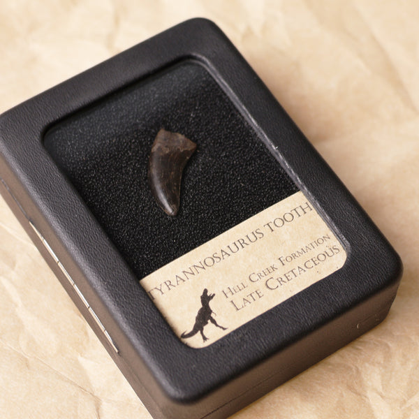 Tyrannosaurus Tooth - 3