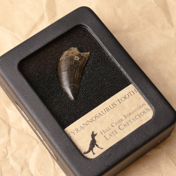 Tyrannosaurus Tooth - 1