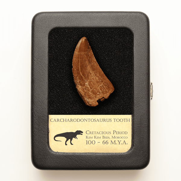 Carcharodontosaurus Tooth | Cretaceous Period