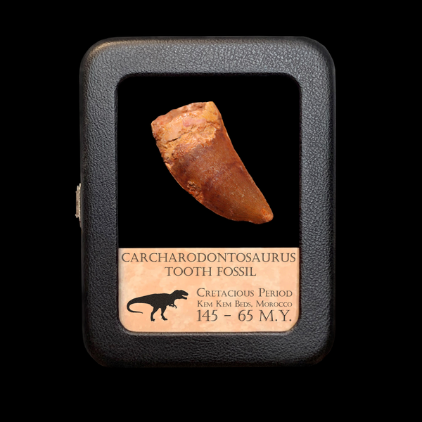 Carcharodontosaurus Tooth - Cretaceous Period