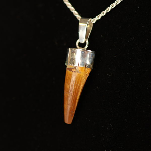 Spinosaurus Tooth Pendant