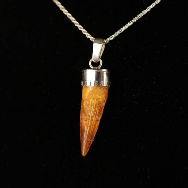 Spinosaurus Tooth Pendant