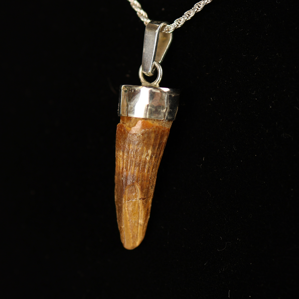 Spinosaurus Tooth Pendant