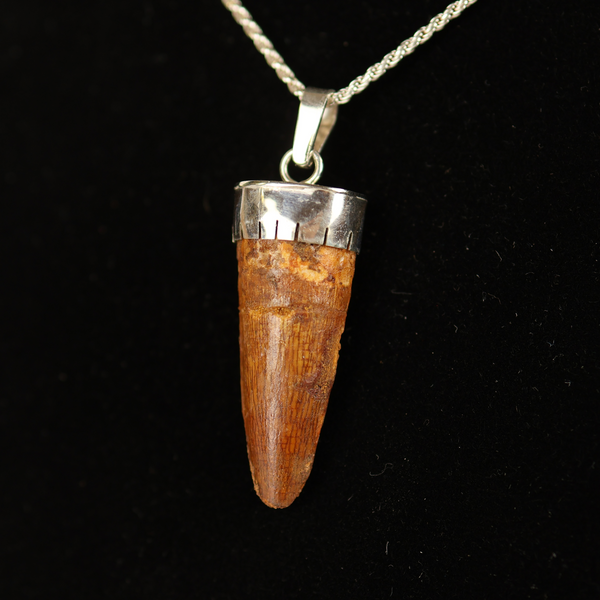 Spinosaurus Tooth Pendant