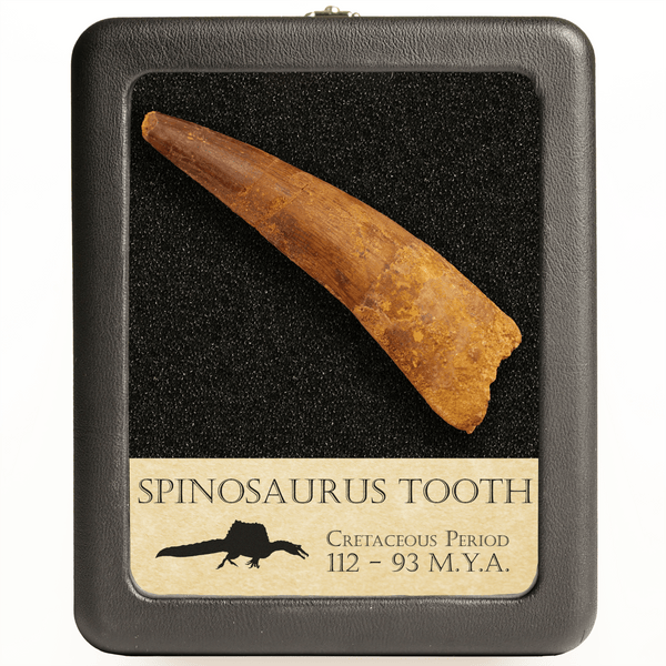 Large Spinosaurus Tooth (5.5-7.5 cm) | Cretaceous Period