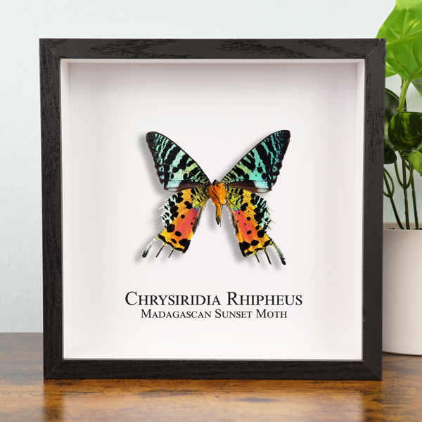 Madagascan Sunset Butterfly in Shadowbox Frame