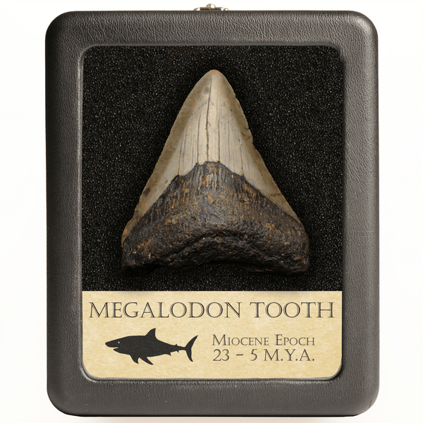 Medium Megalodon Tooth | Miocene Epoch