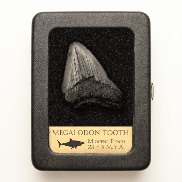 Megalodon Tooth | Miocene Epoch