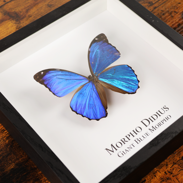 Giant Blue Morpho Butterfly in Shadowbox Frame