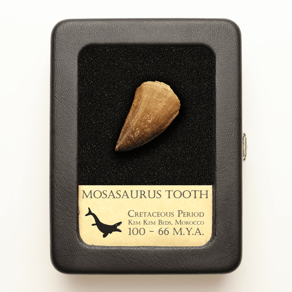 Mosasaurus Tooth | Cretaceous Period