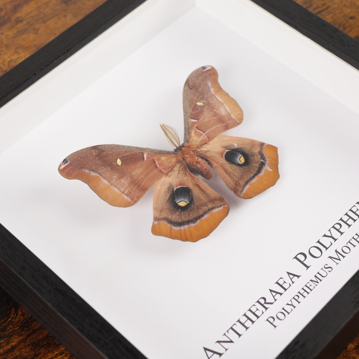 Polyphemus Moth in Shadowbox Frame – Ancient Artifacts Shop