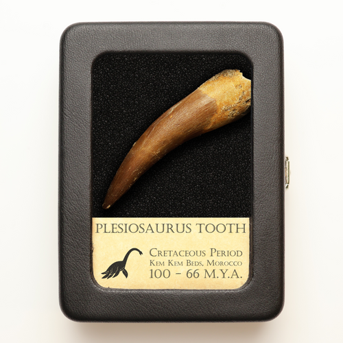 Natural History – Ancient Artifacts Shop