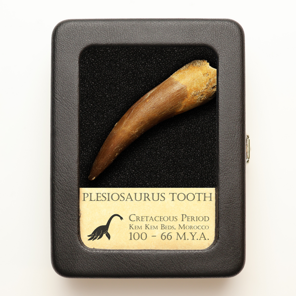 Plesiosaurus Tooth | Jurassic Period