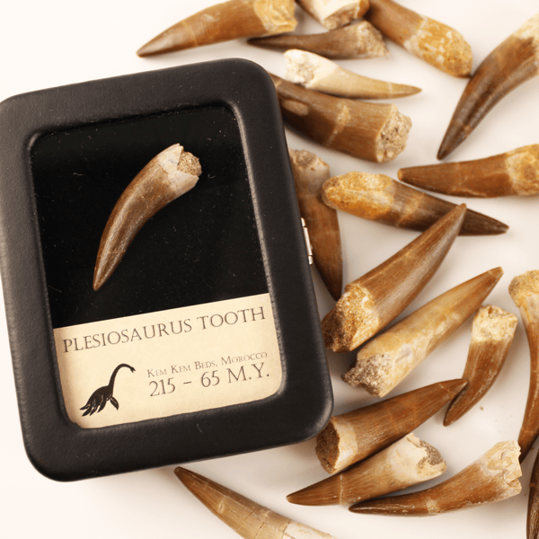 Plesiosaurus Tooth - Jurassic Period