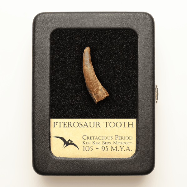 Pterosaur Tooth | Cretaceous Period