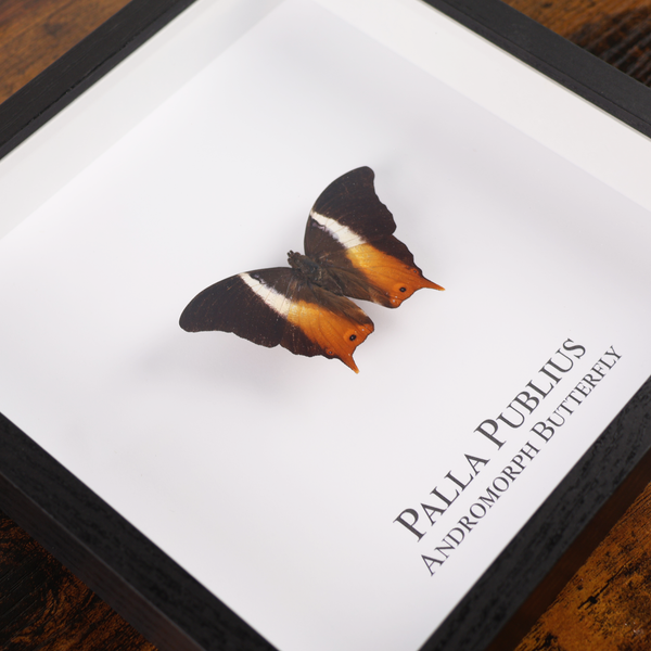 Andromorph Butterfly in Shadowbox Frame