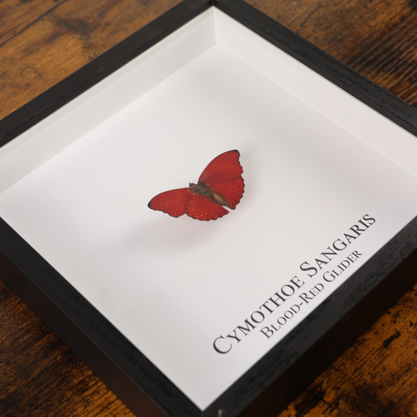 Blood Red Glider Butterfly in Shadowbox Frame