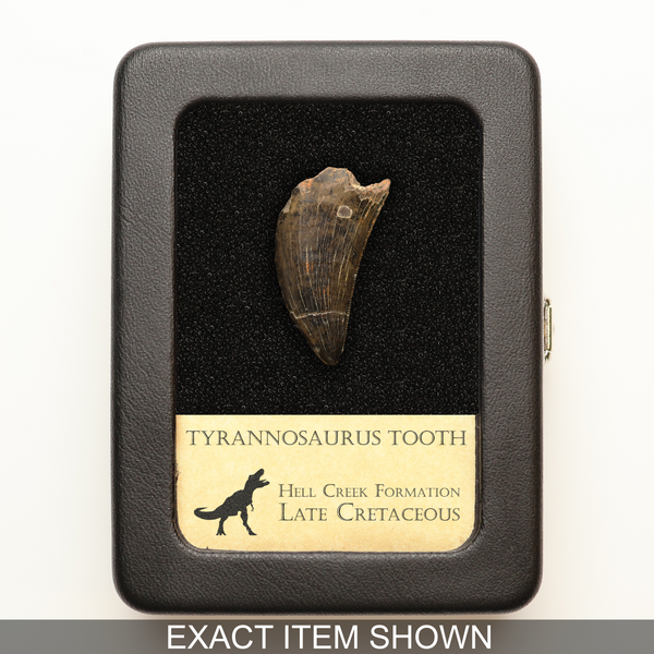 Tyrannosaurus Tooth - Hell Creek Formation