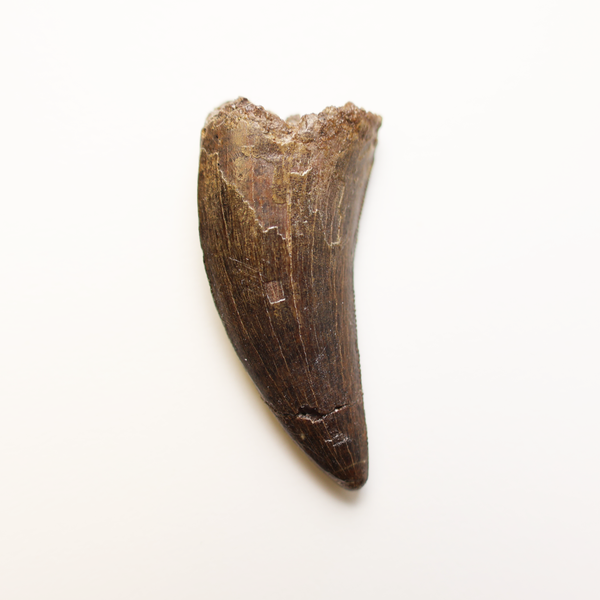 Tyrannosaurus Tooth -2