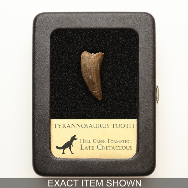 Tyrannosaurus Tooth - Hell Creek Formation