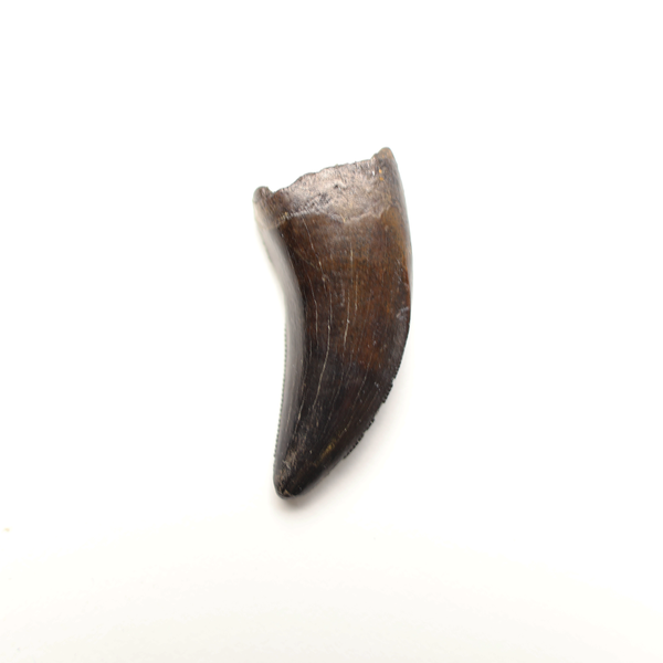 Tyrannosaurus Tooth - 3