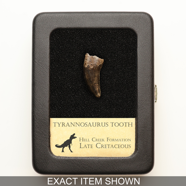 Tyrannosaurus Tooth - Hell Creek Formation