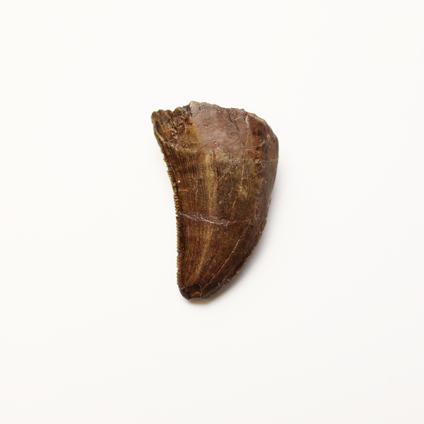 Tyrannosaurus Tooth - 4