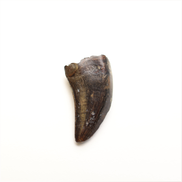 Tyrannosaurus Tooth - 5