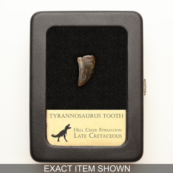 Tyrannosaurus Tooth - Hell Creek Formation