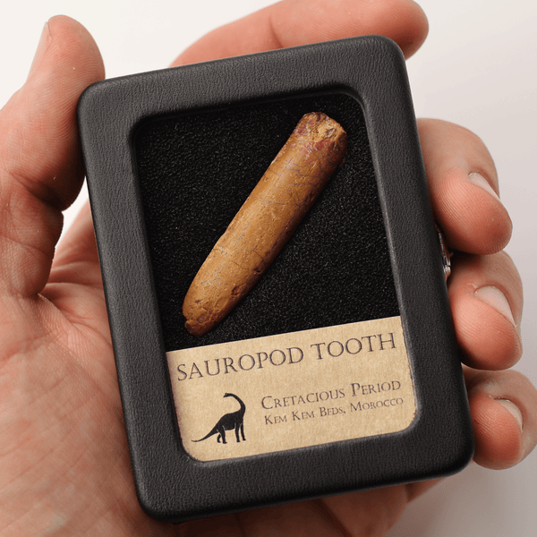 Sauropod Tooth - Cretaceous Period