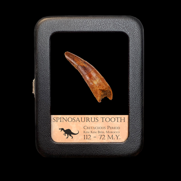 Spinosaurus Tooth (2.5-4.5 cm) - Cretaceous Period