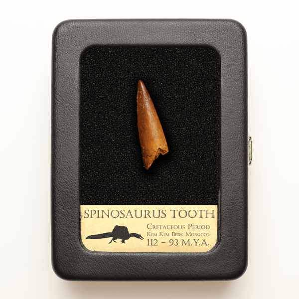 Spinosaurus Tooth (2.5-4.5 cm) | Cretaceous Period