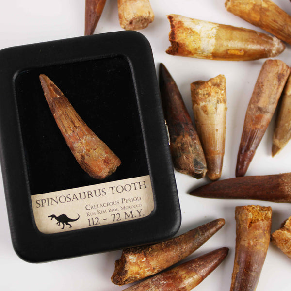 Spinosaurus Tooth - Cretaceous Period