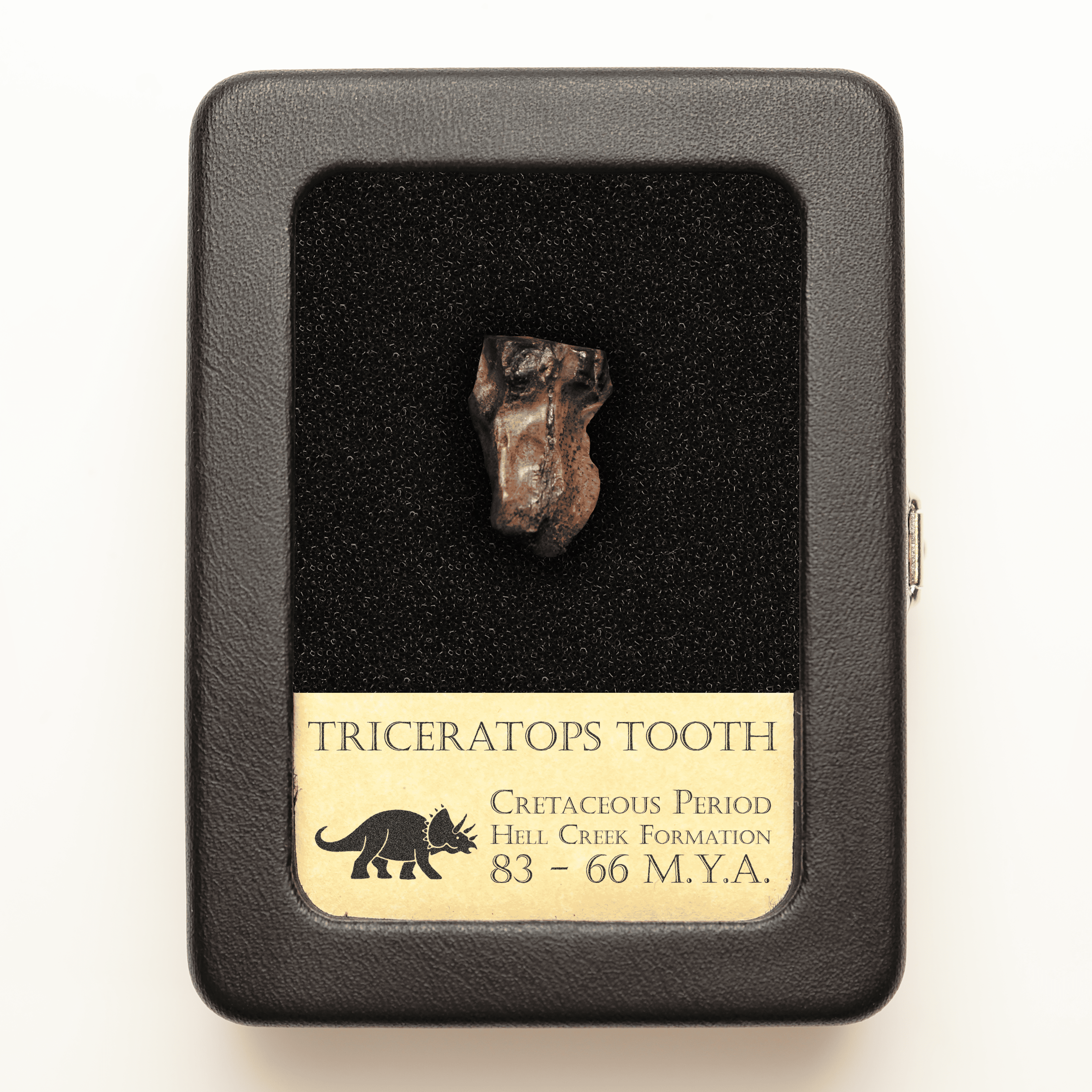 Triceratops Tooth | Cretaceous Period – Ancient Artifacts Shop