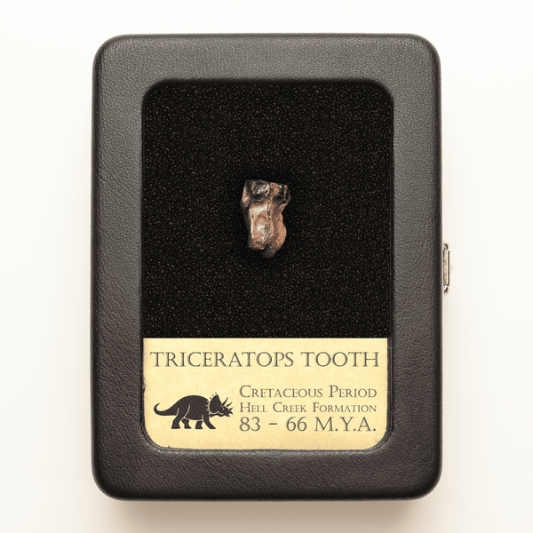 Triceratops Tooth | Cretaceous Period