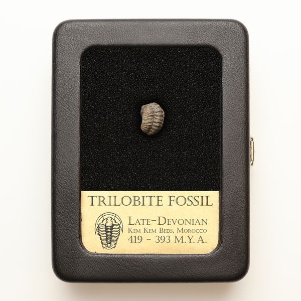 Trilobite Fossil | Devonian Period